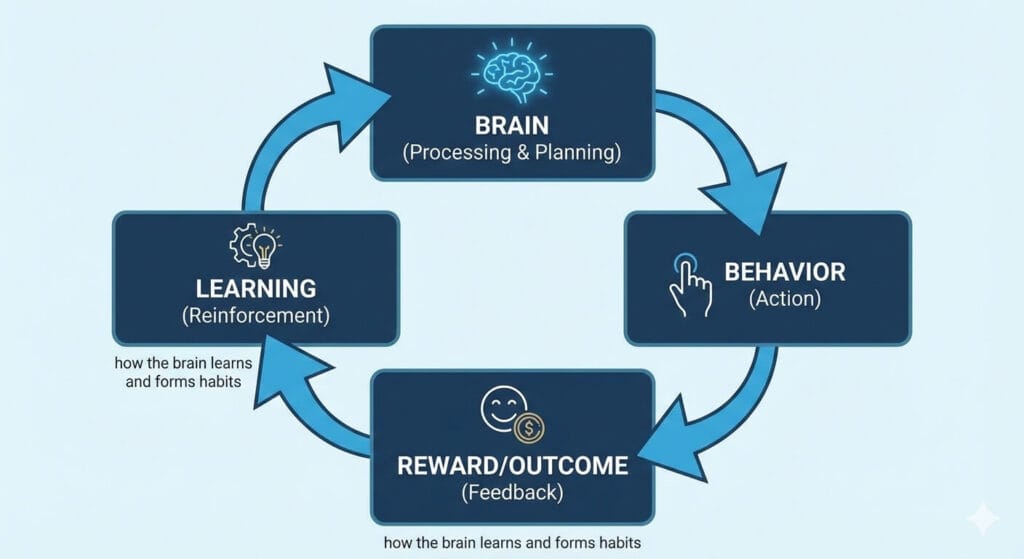 How the brain learns and forms habits